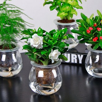 室内水培植物盆栽